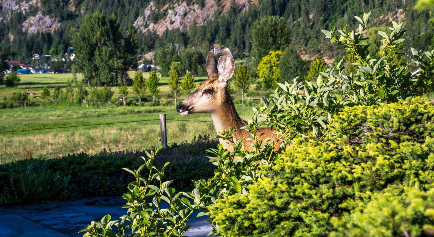 A lone deer peeking out behind a large bush with a vast valley and mountain range behind